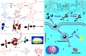 Graphical abstract: A pillar[5]arene-based [2]rotaxane lights up mitochondria