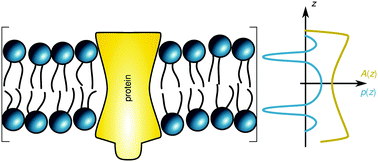 Graphical abstract: Lateral pressure-mediated protein partitioning into liquid-ordered/liquid-disordered domains