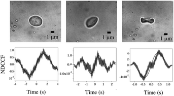 Graphical abstract: Using Brownian motion to measure shape asymmetry in mesoscopic matter using optical tweezers