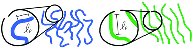 Graphical abstract: Chain conformations and phase behavior of conjugated polymers