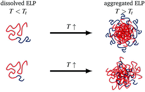 Graphical abstract: Characterisation of hydration and nanophase separation during the temperature response in hydrophobic/hydrophilic elastin-like polypeptide (ELP) diblock copolymers