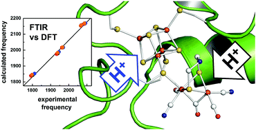 Graphical abstract: Protonation/reduction dynamics at the [4Fe–4S] cluster of the hydrogen-forming cofactor in [FeFe]-hydrogenases