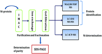 Graphical abstract: Analytical approaches for the characterization of nickel proteome