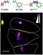 Graphical abstract: A novel type of quantum dot–transferrin conjugate using DNA hybridization mimics intracellular recycling of endogenous transferrin