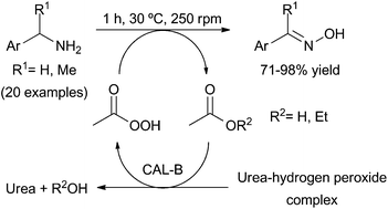 Graphical abstract: Novel chemoenzymatic oxidation of amines into oximes based on hydrolase-catalysed peracid formation