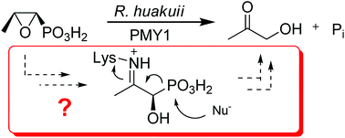 Graphical abstract: Towards the biodegradation pathway of fosfomycin