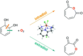 Graphical abstract: The role of spin states in the catalytic mechanism of the intra- and extradiol cleavage of catechols by O2