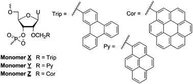 Graphical abstract: Recognition of mixed-sequence DNA using double-stranded probes with interstrand zipper arrangements of O2′-triphenylene- and coronene-functionalized RNA monomers