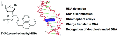 Graphical abstract: 25 years and still going strong: 2′-O-(pyren-1-yl)methylribonucleotides – versatile building blocks for applications in molecular biology, diagnostics and materials science