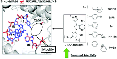 Graphical abstract: Controlling miRNA-like off-target effects of an siRNA with nucleobase modifications