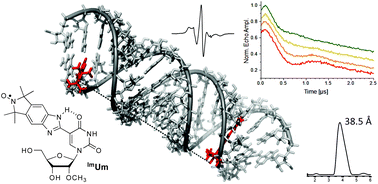 Graphical abstract: A semi-rigid isoindoline-derived nitroxide spin label for RNA