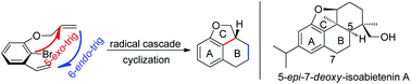 Graphical abstract: Rapid construction of the 6/6/5 tricyclic framework via a tandem radical cyclization reaction and its application to the synthesis of 5-epi-7-deoxy-isoabietenin A