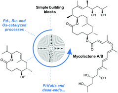 Graphical abstract: Synthetic strategies towards mycolactone A/B, an exotoxin secreted by Mycobacterium ulcerans