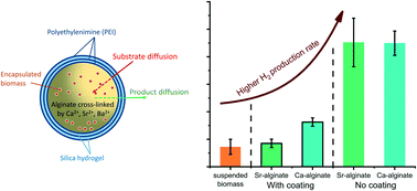 Graphical abstract: Achieving high-rate hydrogen recovery from wastewater using customizable alginate polymer gel matrices encapsulating biomass