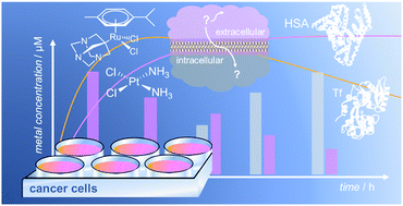 Graphical abstract: Metallomic study on the metabolism of RAPTA-C and cisplatin in cell culture medium and its impact on cell accumulation