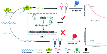 Graphical abstract: Rapid detection of staphylococcal enterotoxin B in milk samples based on fluorescence hybridization chain reaction amplification