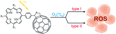 Graphical abstract: Mechanistic insight into the photodynamic effect mediated by porphyrin-fullerene C60 dyads in solution and in Staphylococcus aureus cells