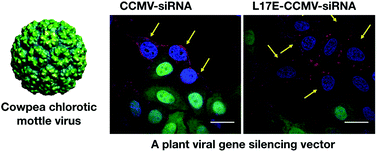 Graphical abstract: Delivery of siRNA therapeutics using cowpea chlorotic mottle virus-like particles