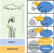 Graphical abstract: Biomagnification of perfluoroalkyl acids (PFAAs) in the food web of an urban river: assessment of the trophic transfer of targeted and unknown precursors and implications
