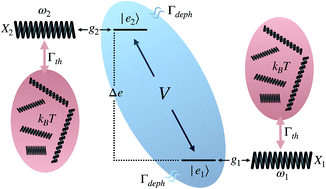 Graphical abstract: Transient synchronisation and quantum coherence in a bio-inspired vibronic dimer