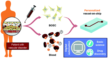 Graphical abstract: Organ-on-chips made of blood: endothelial progenitor cells from blood reconstitute vascular thromboinflammation in vessel-chips