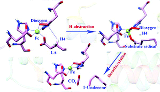 Graphical abstract: Mechanism of fatty acid decarboxylation catalyzed by a non-heme iron oxidase (UndA): a QM/MM study