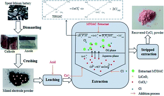 Graphical abstract: Extraction of cobalt(ii) by methyltrioctylammonium chloride in nickel(ii)-containing chloride solution from spent lithium ion batteries