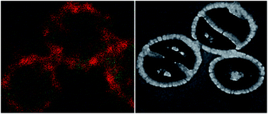 Graphical abstract: Ruthenium based antimicrobial theranostics – using nanoscopy to identify therapeutic targets and resistance mechanisms in Staphylococcus aureus