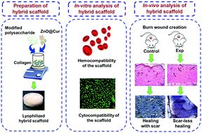 Graphical abstract: A ZnO–curcumin nanocomposite embedded hybrid collagen scaffold for effective scarless skin regeneration in acute burn injury