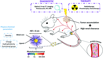 Graphical abstract: Gold nanoclusters for biomedical applications: toward in vivo studies