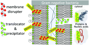 Graphical abstract: Combination of guanidinium and quaternary ammonium polymers with distinctive antimicrobial mechanisms achieving a synergistic antimicrobial effect