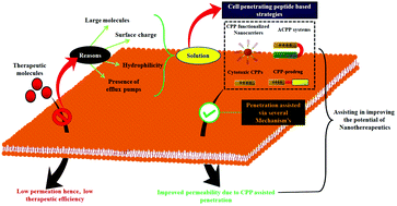 Graphical abstract: Cell-penetrating peptides (CPPs): an overview of applications for improving the potential of nanotherapeutics