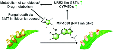 Graphical abstract: Wheat pathogen Zymoseptoria tritici N-myristoyltransferase inhibitors: on-target antifungal activity and an unusual metabolic defense mechanism