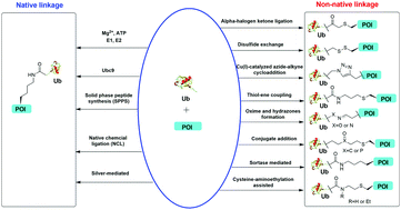 Graphical abstract: Chemical methods for protein site-specific ubiquitination