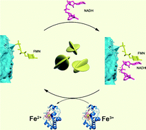 Graphical abstract: Coenzyme-dependent nanozymes playing dual roles in oxidase and reductase mimics with enhanced electron transport