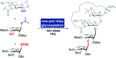 Graphical abstract: Total synthesis of tricolorin A via interrupted Pummerer reaction-mediated glycosylation and one-pot relay glycosylation