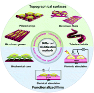 Graphical abstract: Multiscale engineering of functional organic polymer interfaces for neuronal stimulation and recording