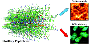 Graphical abstract: Self-assembly and intracellular delivery of DNA by a truncated fragment derived from the Trojan peptide Penetratin