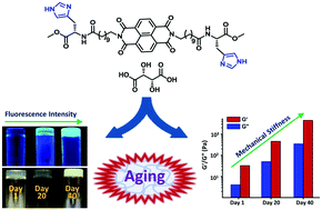 Graphical abstract: The aging effect on the enhancement of thermal stability, mechanical stiffness and fluorescence properties of histidine-appended naphthalenediimide based two-component hydrogels