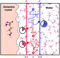 Graphical abstract: First-passage fingerprints of water diffusion near glutamine surfaces