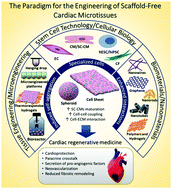 Graphical abstract: Three-dimensional scaffold-free microtissues engineered for cardiac repair
