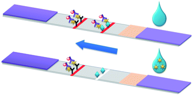 Graphical abstract: Ultrasensitive immunochromatographic strip for the detection of cyhalothrin in foods