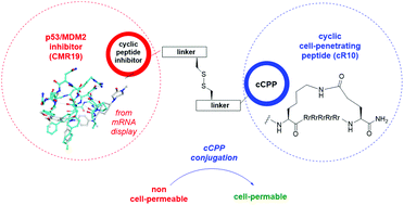 Graphical abstract: Discovery, X-ray structure and CPP-conjugation enabled uptake of p53/MDM2 macrocyclic peptide inhibitors