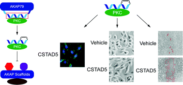 Graphical abstract: Targeted disruption of PKC from AKAP signaling complexes