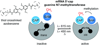 Graphical abstract: Computational design and experimental characterization of a photo-controlled mRNA-cap guanine-N7 methyltransferase