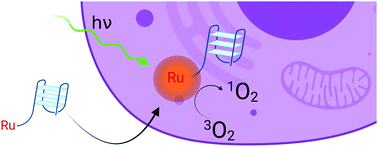 Graphical abstract: A ruthenium–oligonucleotide bioconjugated photosensitizing aptamer for cancer cell specific photodynamic therapy