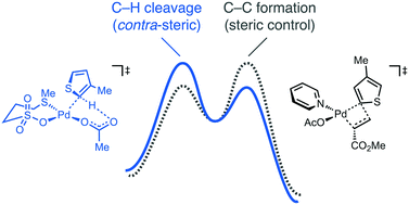 Graphical abstract: Ligand switchable site selectivity in C–H alkenylation of thiophenes by turnover-limiting step control