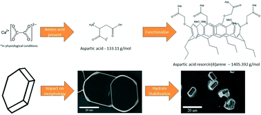 Graphical abstract: Calcium oxalate crystallization in synthetic urinary medium: the impact of resorcinares and calixarenes