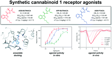 Graphical abstract: Structure–activity relationships of valine, tert-leucine, and phenylalanine amino acid-derived synthetic cannabinoid receptor agonists related to ADB-BUTINACA, APP-BUTINACA, and ADB-P7AICA