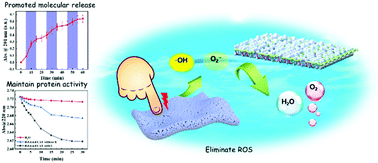 Graphical abstract: Biofriendly molecular and protein release substrate with integrated piezoelectric motivation and anti-oxidative stress capabilities